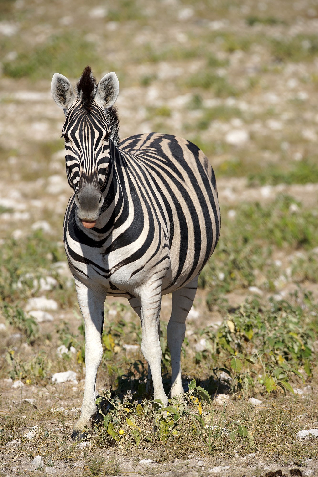 Etosha National Park Hiking and Nature Escape
