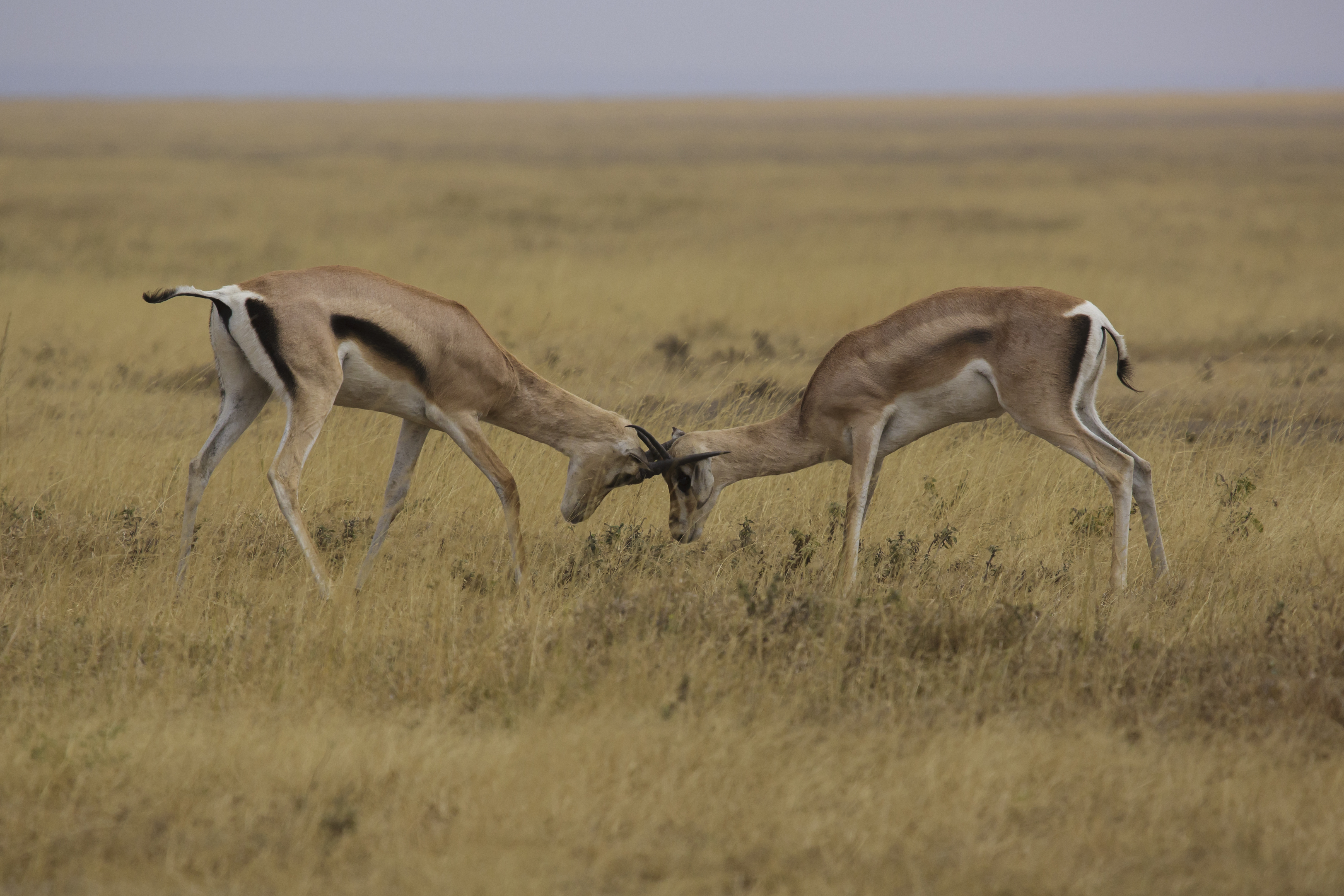 Serengeti Weekend City Discovery